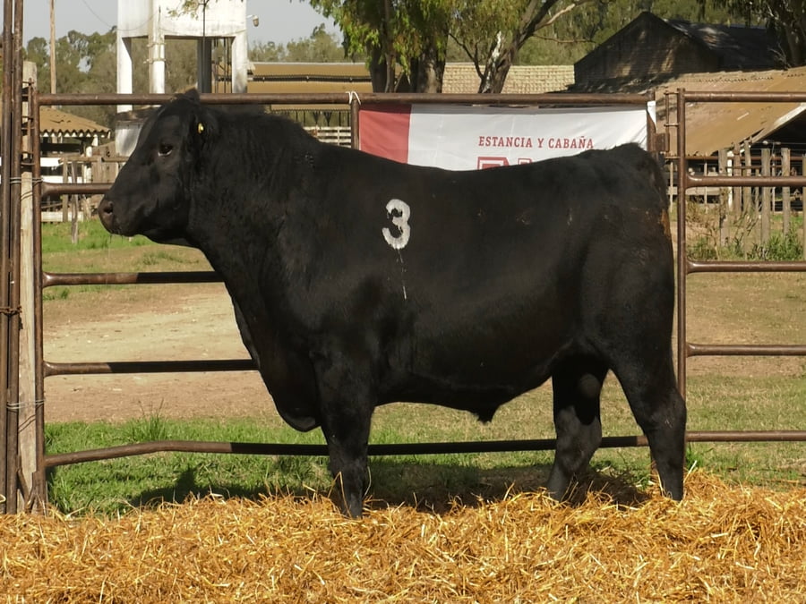 Lote TOROS ANGUS NEGROS PC