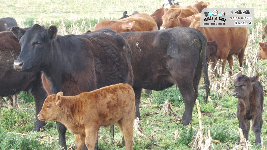 Lote VAQUILLONAS PC COLORADAS PARIDAS