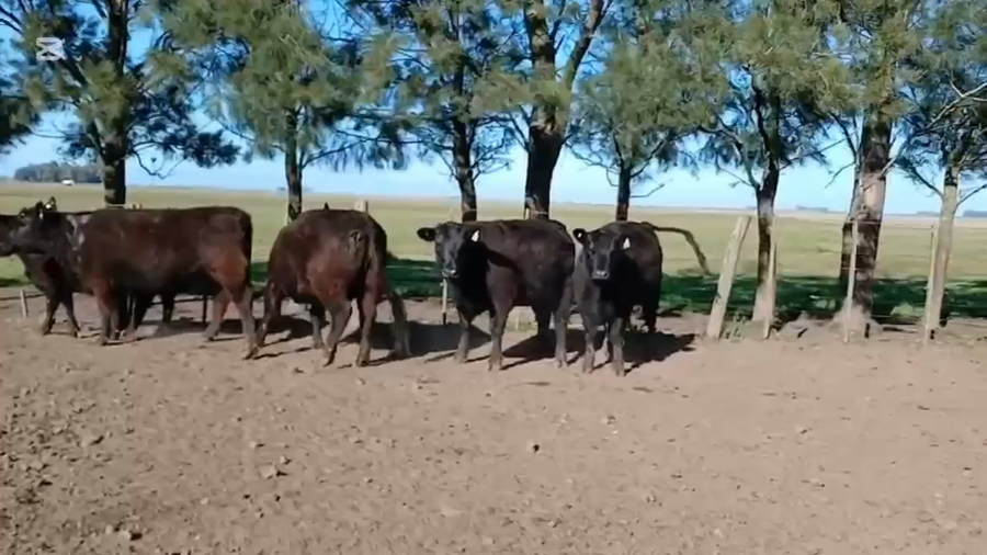 Lote 5 Vaquillonas PC preñadas
