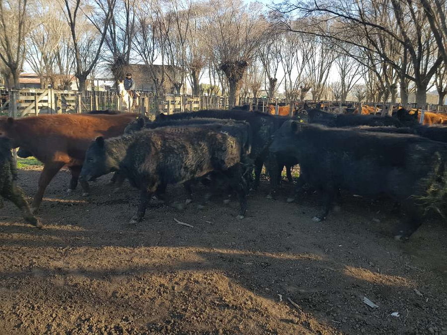 Lote 35 Terneras en Gral. Lamadrid, Buenos Aires