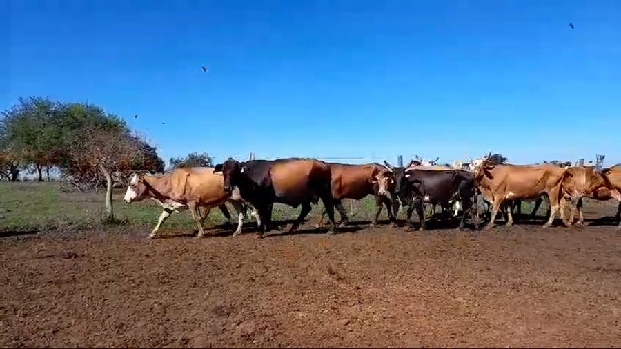 Lote 35 Vacas de invernar