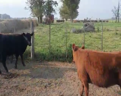 Lote 55 Vaquillonas en Navarro, Buenos Aires