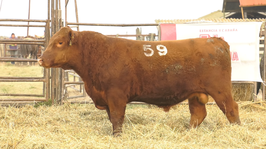Lote TOROS ANGUS COLORADOS  PC
