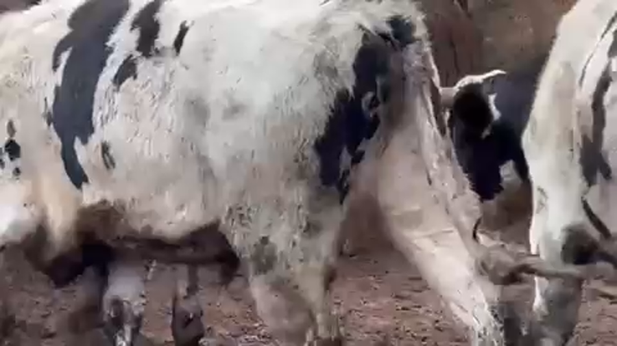 Lote 30 Novillo Gordo en Melipilla, Región Metropolitana