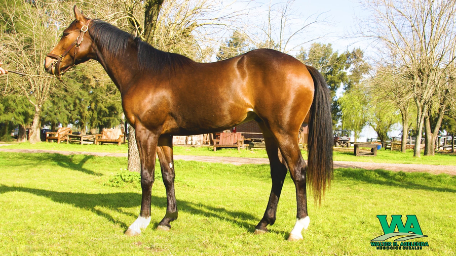 Lote EMPERADOR DILLON