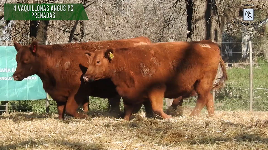 Lote "Cabaña ""La Marianita"" Vaquillonas PC"