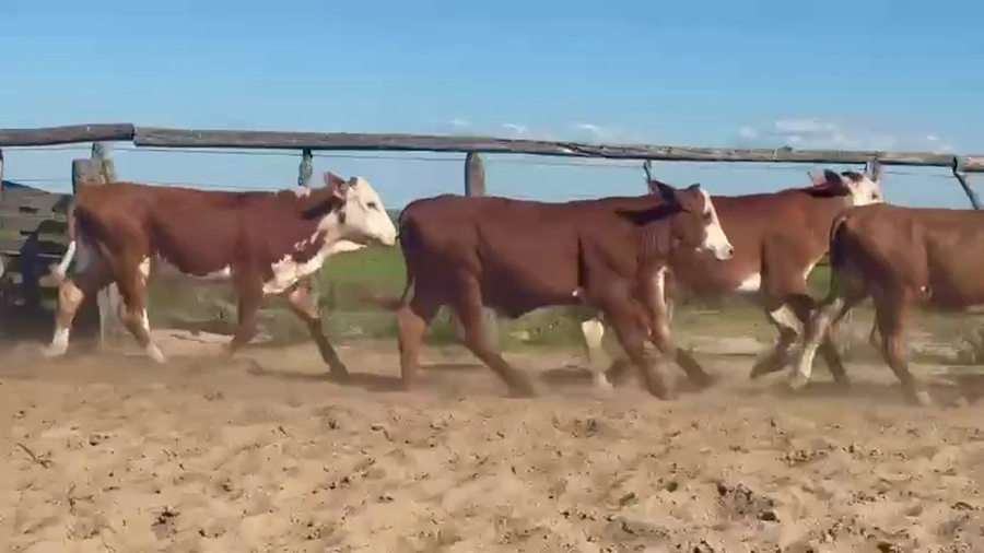 Lote 100 Terneros en Corrientes, Chavarría
