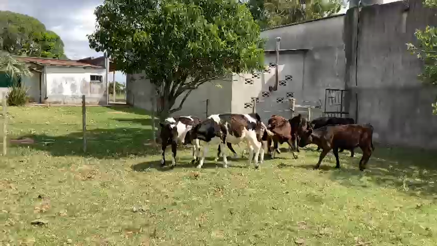 Lote 7 Terneros Holando