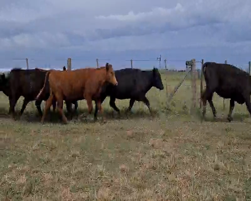 Lote 32 Vaquillonas preñadas en Gral. Lamadrid, Buenos Aires