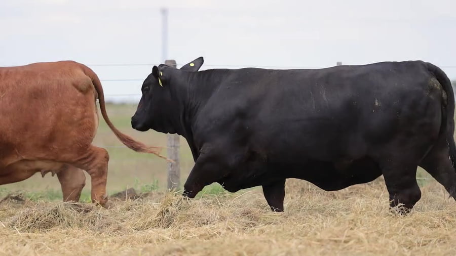 Lote Vaquillonas Brangus Gen. Avanzadas - Preñadas - Cabaña Los Guasunchos