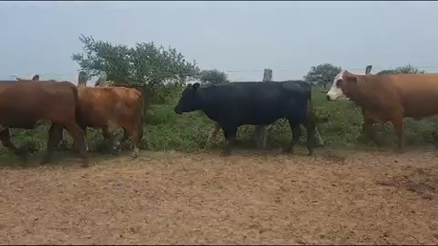 Lote 30 Vacas medio uso C/ gtia de preñez en Goya, Corrientes