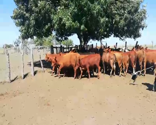 Lote 70 Terneros en Federal, Entre Ríos