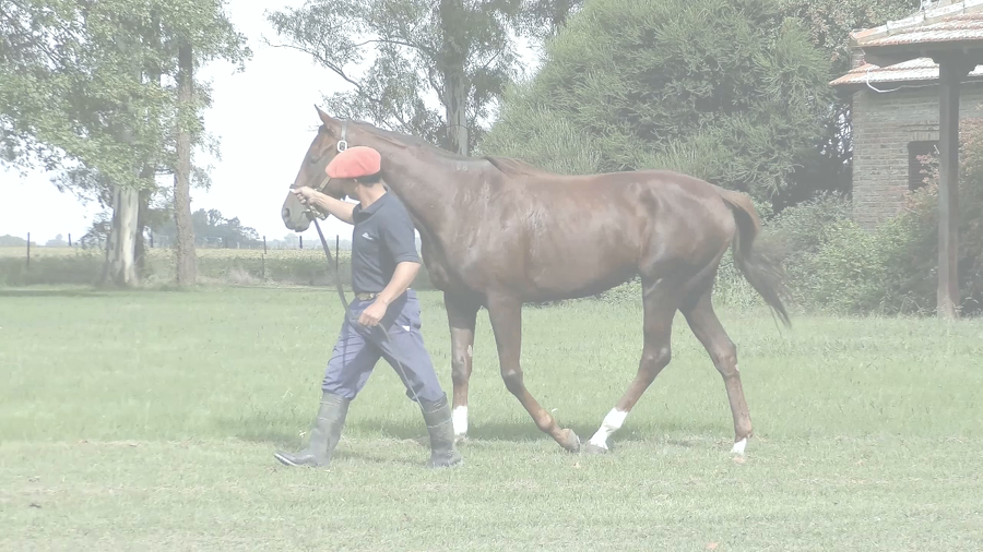 Lote PLAYA DE BOCCA (HI HAPPY -  PUERTO AZUL) EN TRAINING