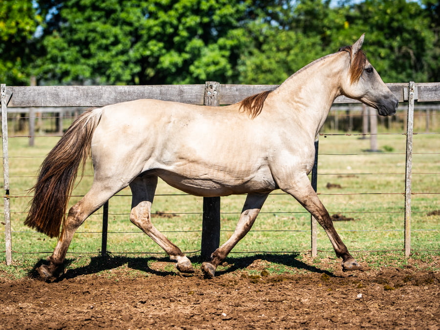 Lote DEL SIETE JUANITA