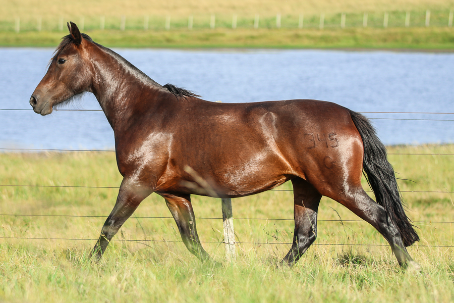 Lote CATANDUVA ELEGANTE-TE