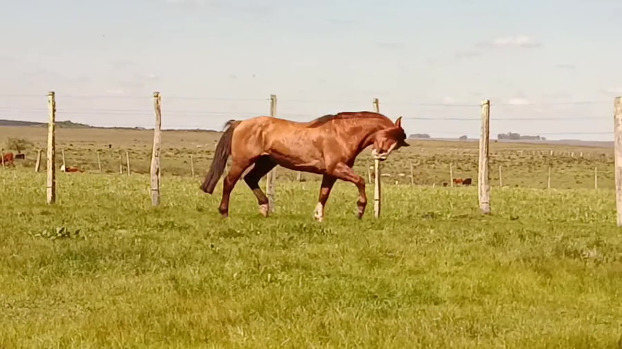 Lote Viragro Castelhano