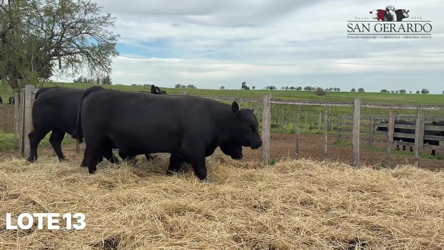 Lote Toros Aberdeen Angus