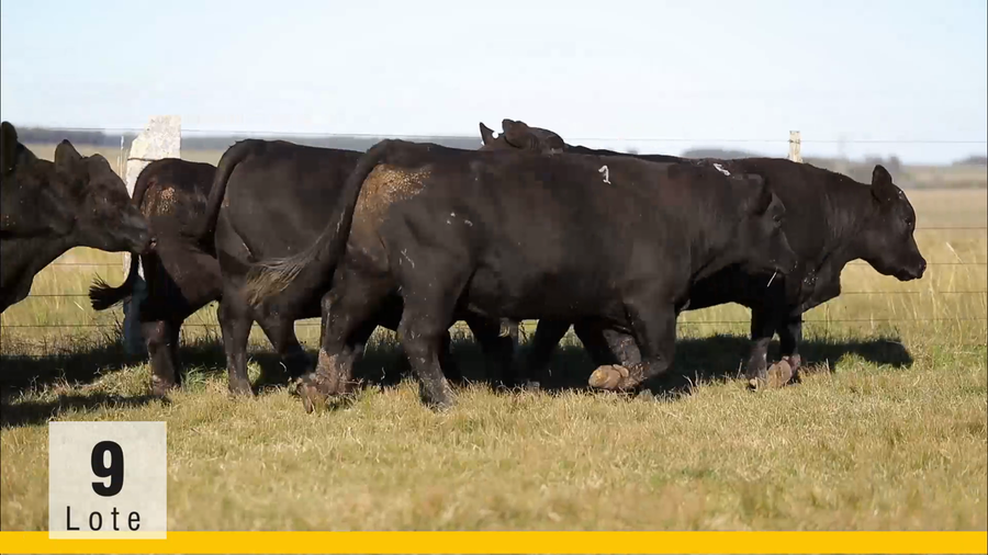 Lote (Vendido)Toros a remate en Subasta Toros de La Competencia, Montevideo