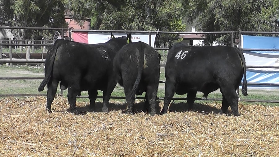 Lote TOROS ANGUS NEGROS PC
