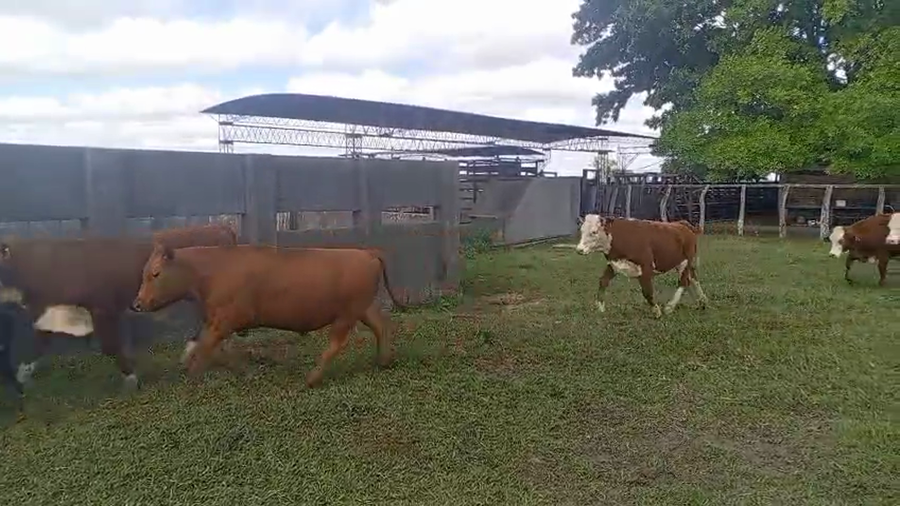 Lote 60 Novillitos