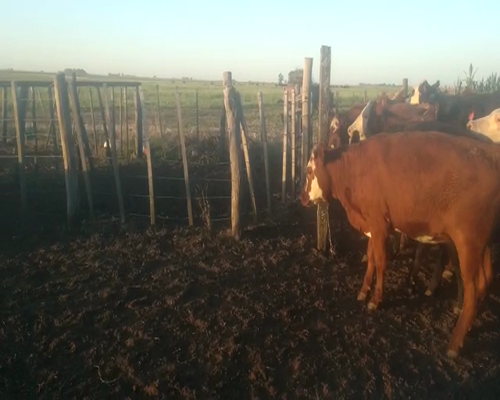 Lote 36 Vaquillonas en Buenos Aires