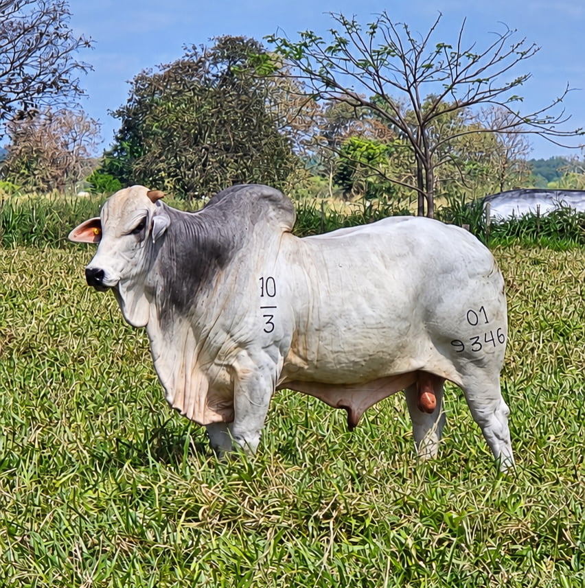 Lote LOTE 23