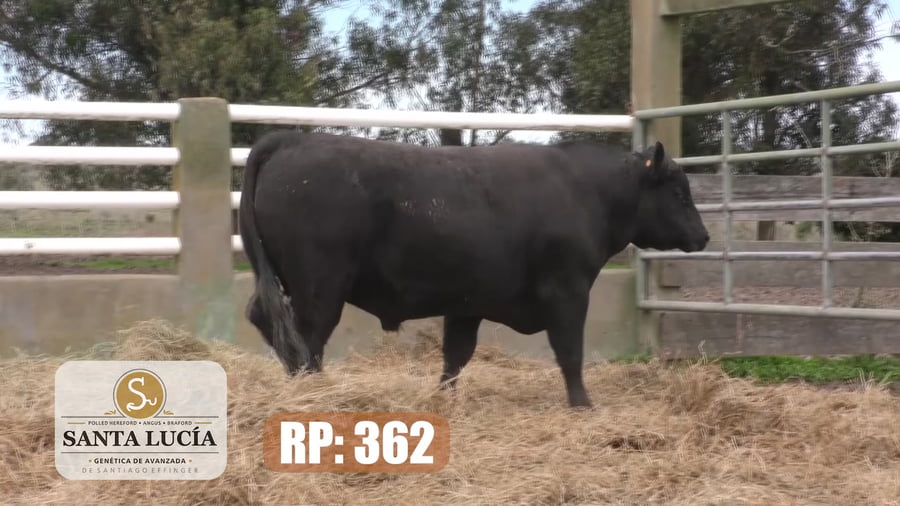 Lote Angus