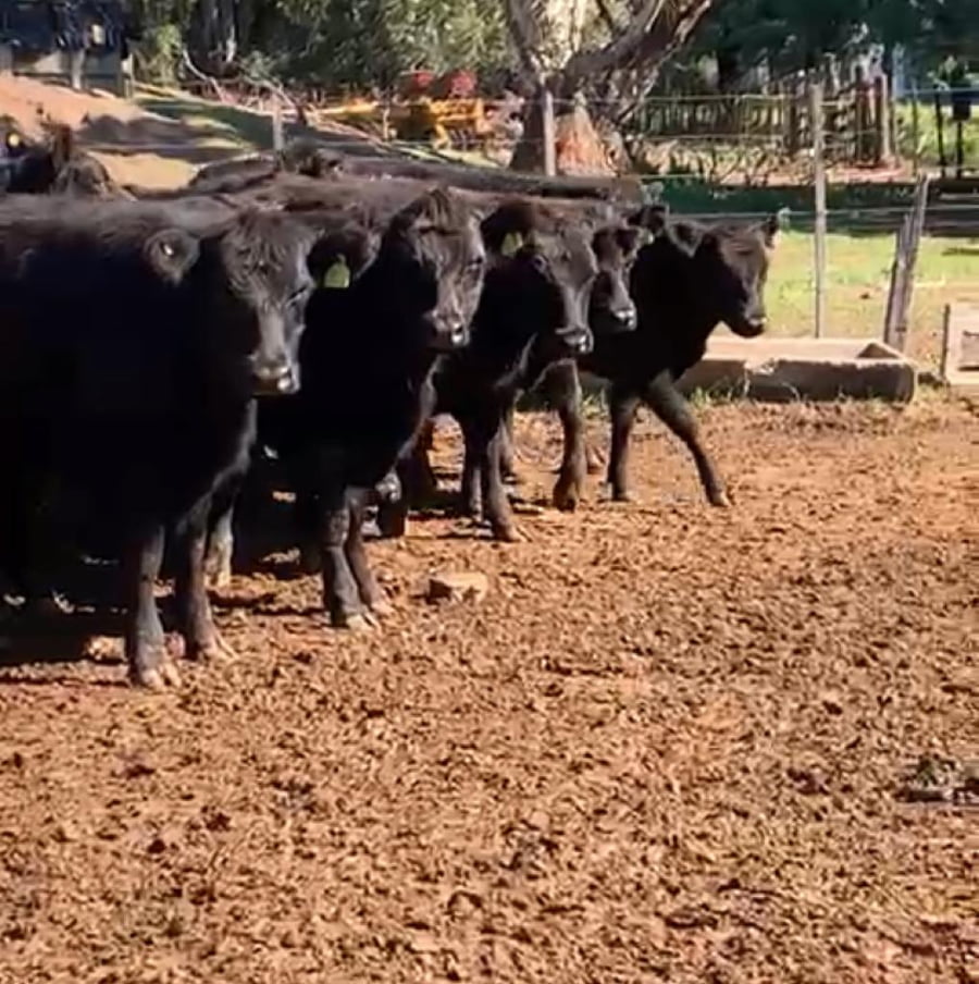 Lote 55 Vaquillonas de 250 Kgs en Anguil
