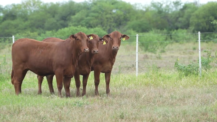 Lote Vaquillona con servicio