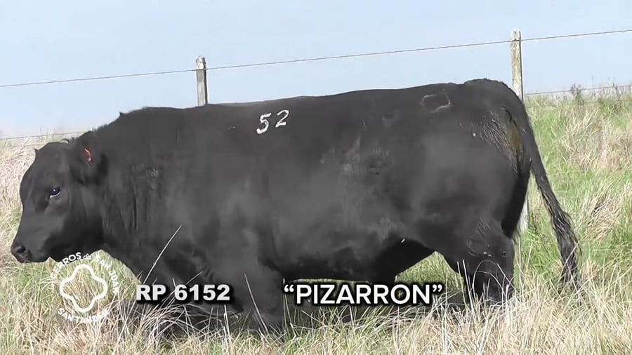 Lote Toro Aberdeen Angus SA de 3 años