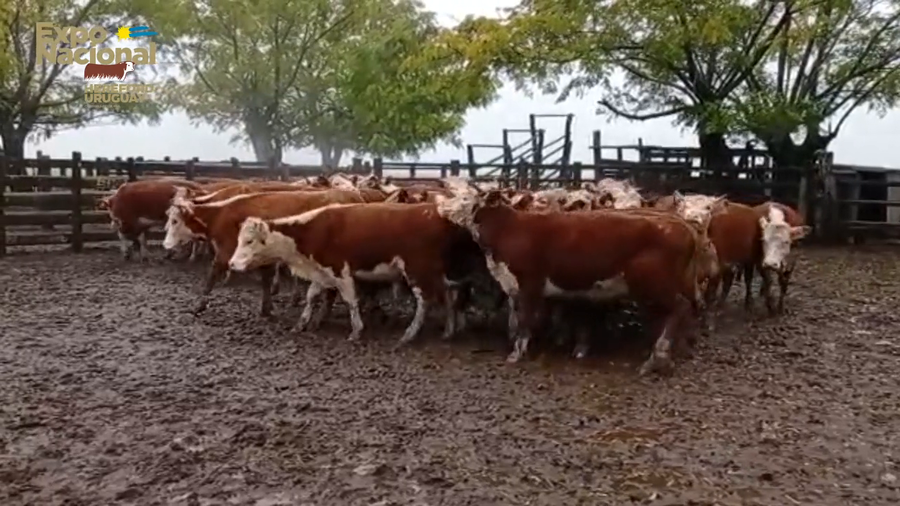 Lote 45 Vaquillonas 1 a 2 años HEREFORD a remate en Expo Nacional 2022 255kg - , Tacuarembó