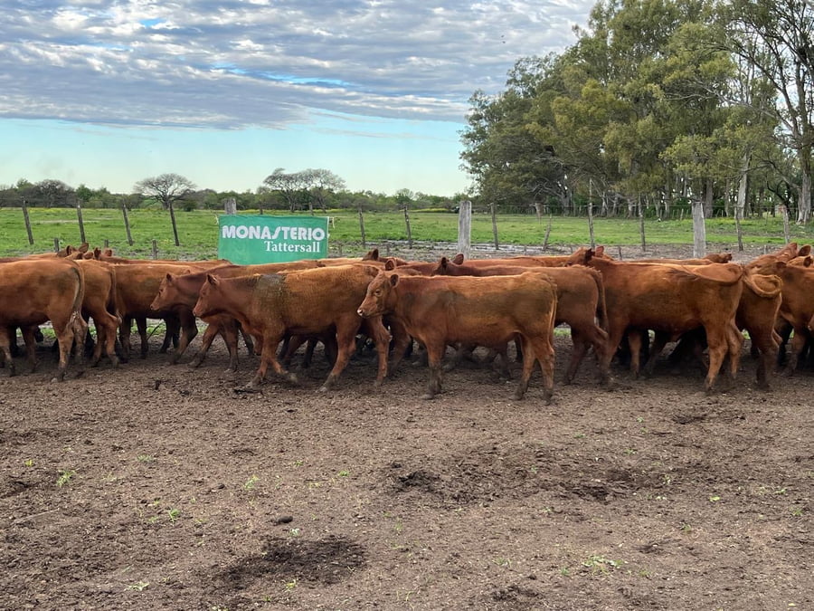 Lote 70 Terneros en Entre Ríos, Villaguay