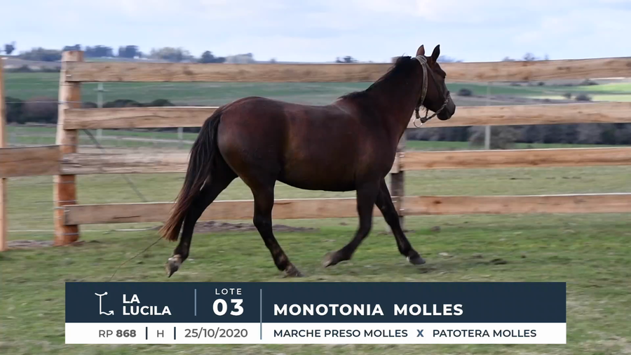 Lote MONOTONIA MOLLES
