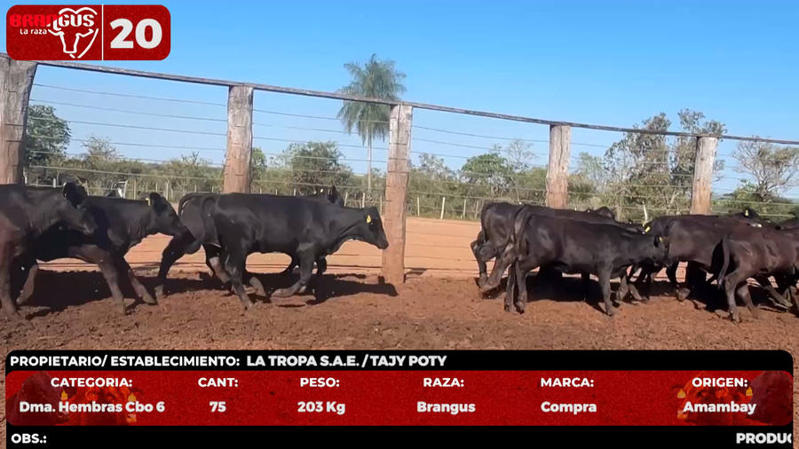 Lote LOTE 20 - POR PANTALLA