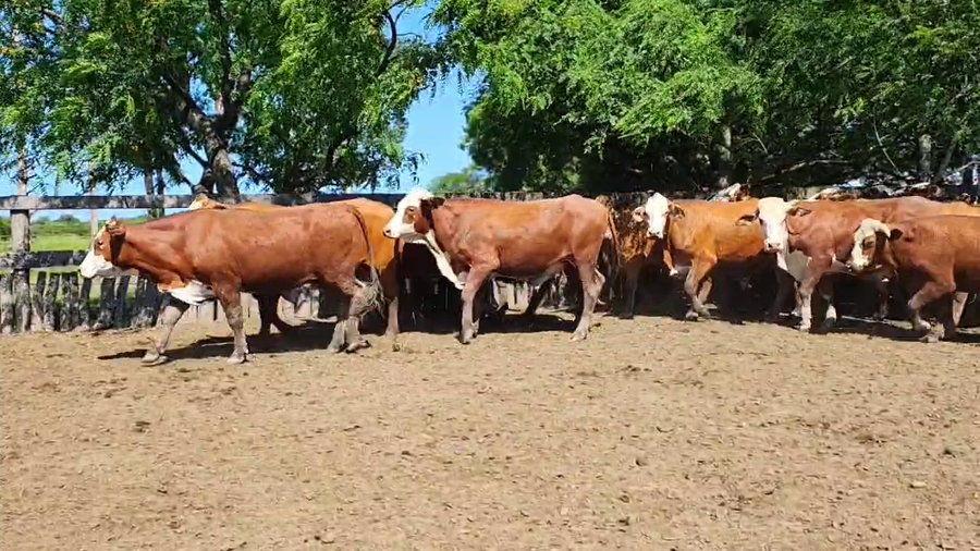 Lote 100 Novillitos/Novillos en Corrientes, Mercedes