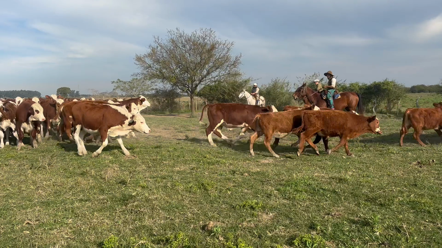 Lote 110 Terneros