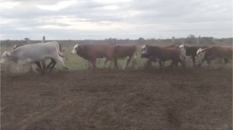 Lote 80 Terneras