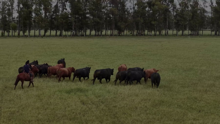 Lote Lote 21 Novillos 1-2 Años