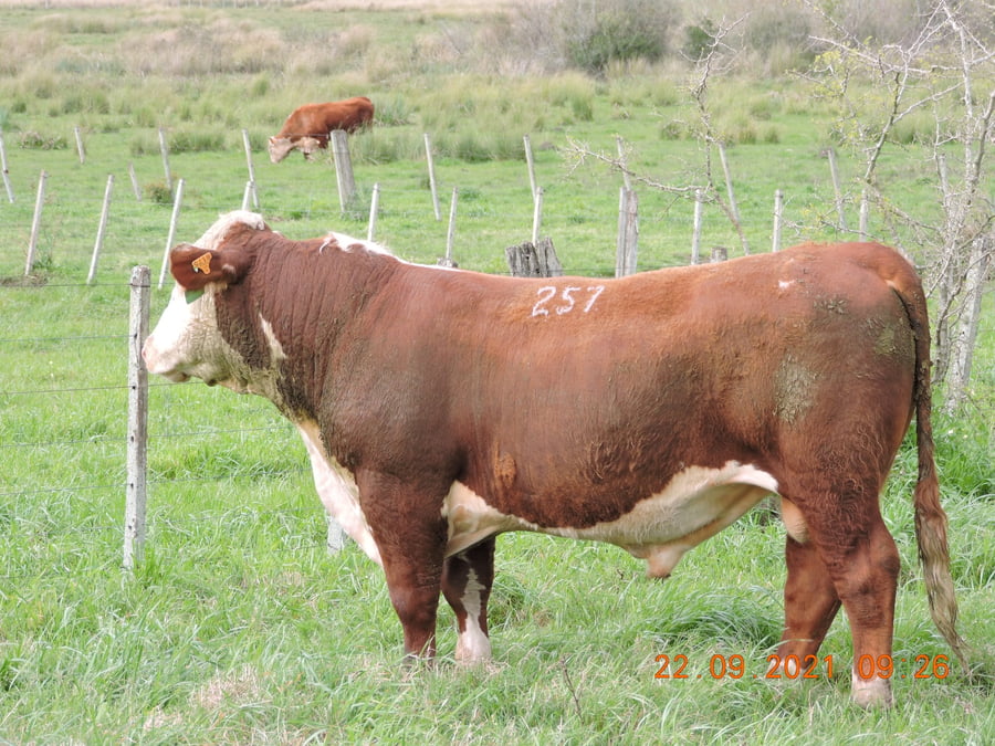 Lote RP 257 - CABAÑA EL TORIL