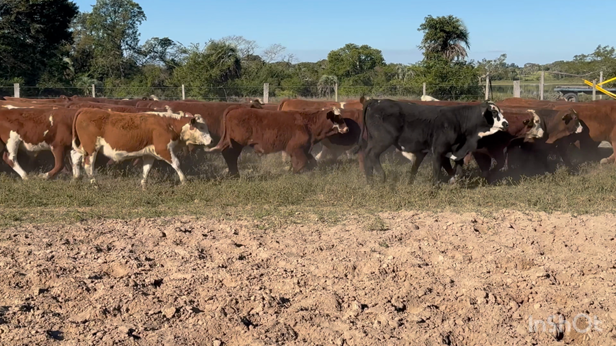 Lote 150 Terneros en Corrientes, Lavalle