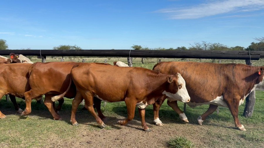 Lote 35 Vacas nuevas C/ gtia de preñez en Corrientes, Perugorría