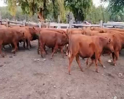 Lote 40 Novillo Engorda en Coyhaique, XI Región Aysén