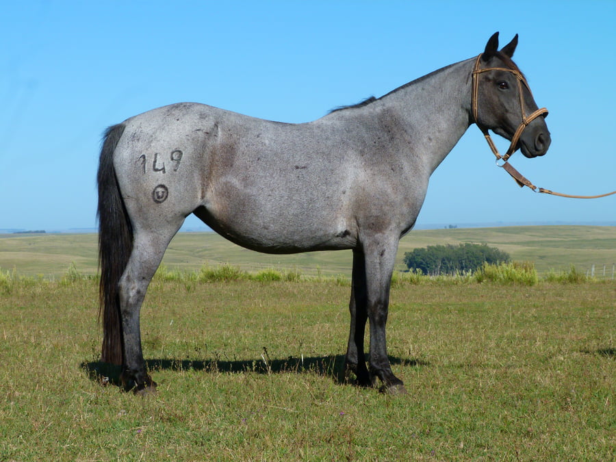 Lote Dama del Cerro Grande