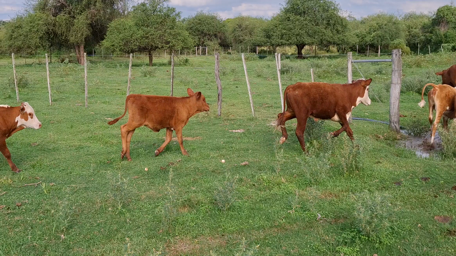 Lote 22 Terneros/as