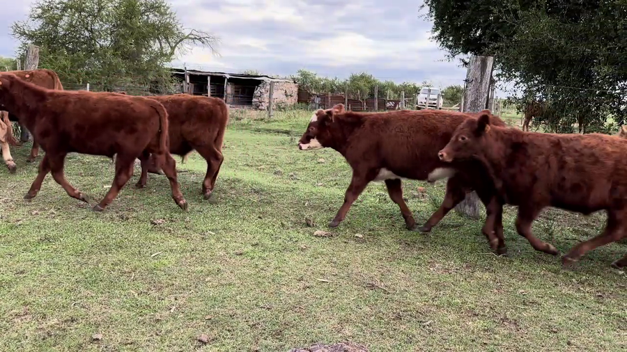 Lote TERNEROS