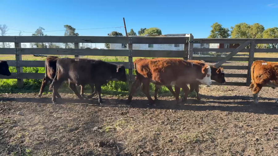 Lote TERNEROS