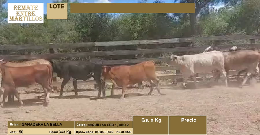 Lote LOTE 14 - 50 VAQUILLAS CBO1 - CBO 2