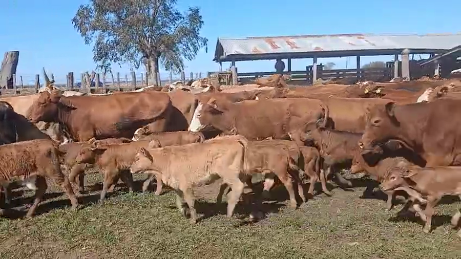 Lote 160 Vacas con Cría