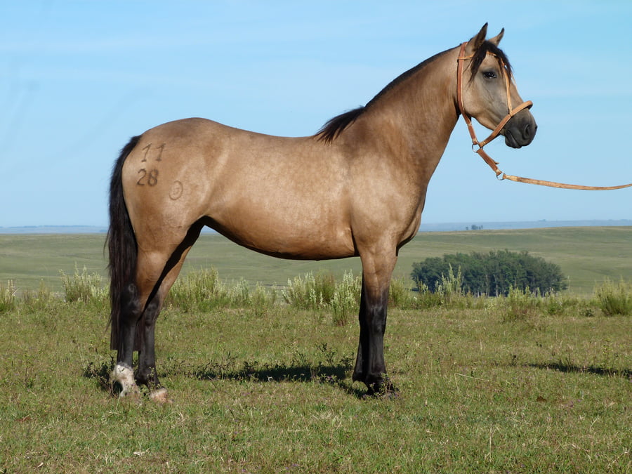 Lote Natividad del Queguay