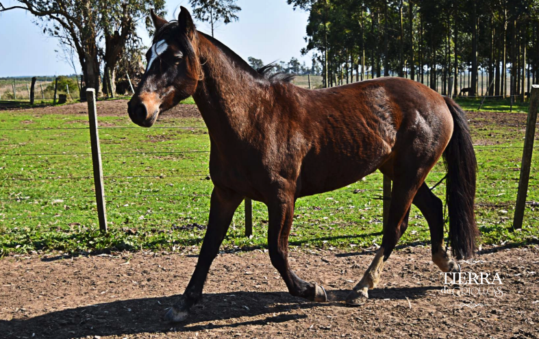 Lote Guidai Quitapenas